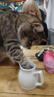 Charlies Cat Cafe food