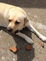 Gorleston Doggy Diner food