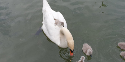 Swan Bourne Lake Tea Rooms food