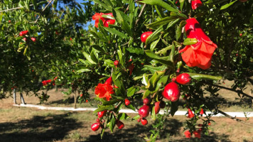 Tenuta Il Melograno food