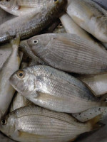 El Khalifa Fish Center food