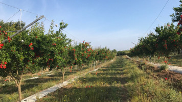 Tenuta Il Melograno food