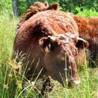 Postel Ter Heyde food