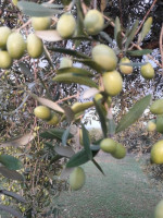 Azienda Agricola Mortilla food