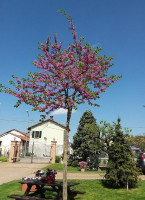 La Casa Dei Melograni outside