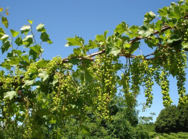 Locanda Del Benefizio food