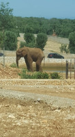 Self Service Safari outside