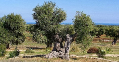 Masseria Montenapoleone outside