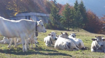 Gallo Di Monte outside