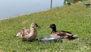 Valle Campo food