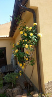 Girasole outside