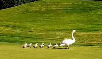 Castleknock Golf Club inside