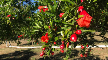 Tenuta Il Melograno food