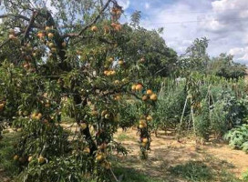 Azienda Agricola La Querce food