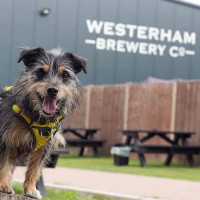 Westerham Brewery Tap Room Shop food