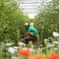 Petersham Nurseries Café food