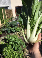 Plantaardig Eten Op De Madoera food