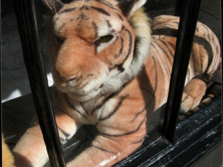 Tiger Garden
