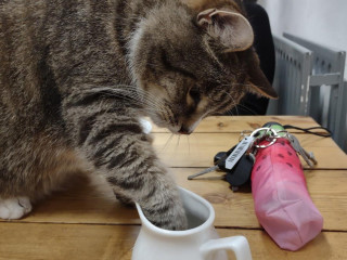 Charlies Cat Cafe