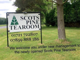 The Scotts Pine