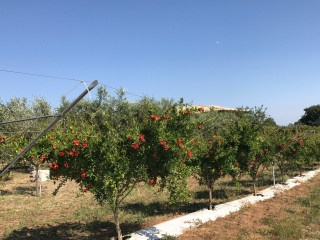 Tenuta Il Melograno