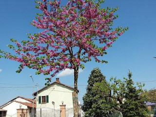 La Casa Dei Melograni