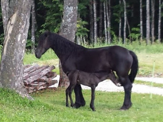 Agriturismo Bettin