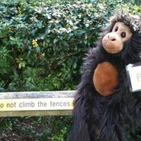 Costa Foundation Fundraising Beans The Travelling Monkey