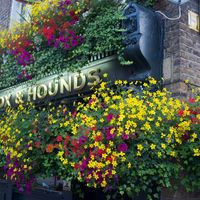 The Fox Hounds