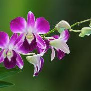 Thai Orchidee