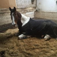 Chelsfield Hall Farm Stables