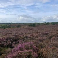 Dunwich Heath