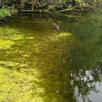 Valleyfield Pond